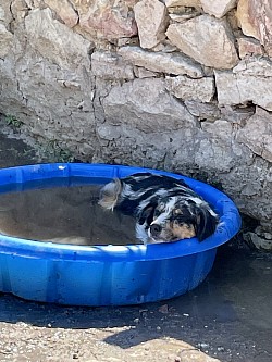 Mazie loving the pool when it’s hot